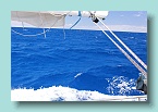 07 South Pacific Blue